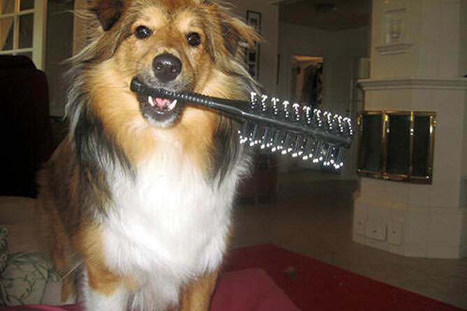 dog grooming for a perfect coat nose to tail dog wash