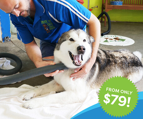 Dog grooming Auckland