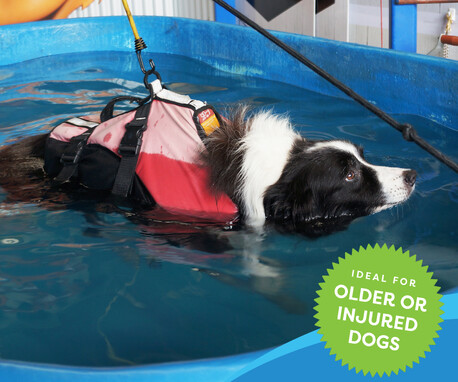 Hydrotherapy for Dogs Auckland
